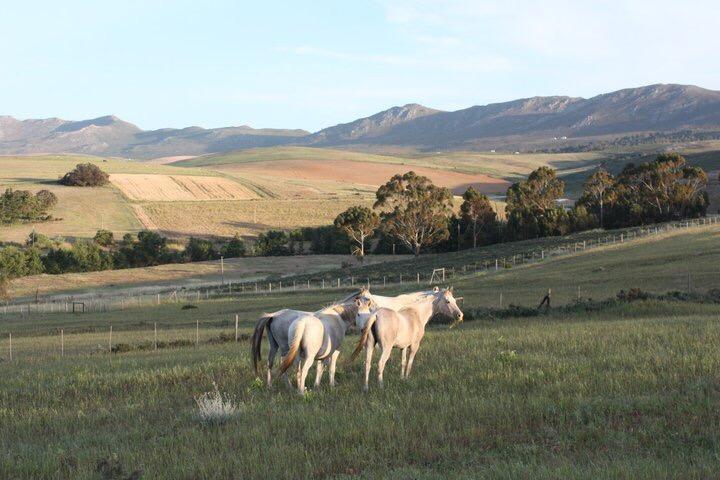 Villa Shabach Farm Hartebeesrivier Esterno foto